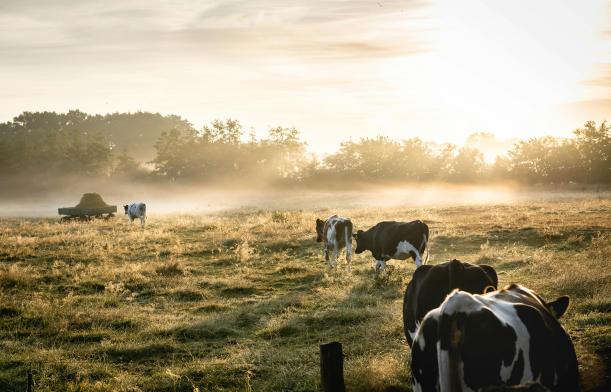 Vaches - Photo de Lukas Hartmann, Pexels